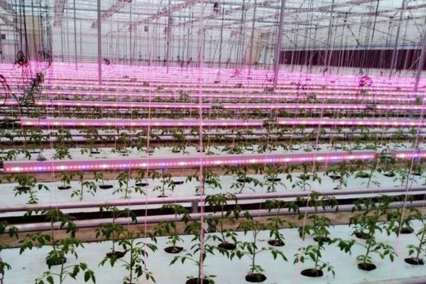 三唑类杀菌剂的作用机理及其特点 乙蒜素能和其他杀菌剂混用吗