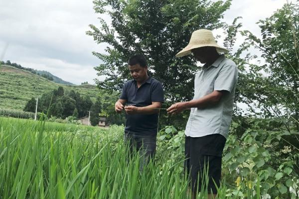花盆底下有小虫子怎么去除 花盆里有小虫子怎么办?