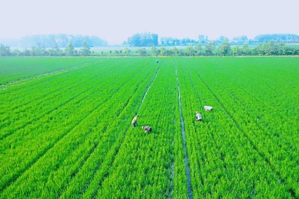 吡虫啉杀虫剂主要杀什么虫 枪手杀虫剂杀月季花虫子