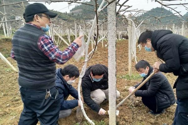 苜蓿的施肥策略:选择最佳肥料以提升产量与品质