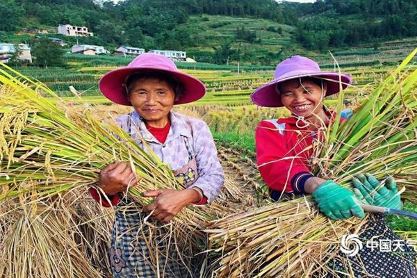 生姜除草剂药害图片 姜军山农药除草剂