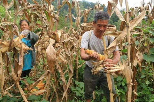 甲维毒死蜱的作用与功效:深入了解这一农药的特性与应用
