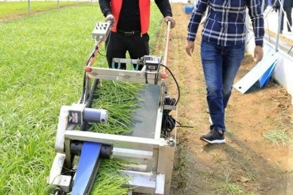 青菜打药三天能吃吗 黄瓜喷上吡虫啉几天可以吃?