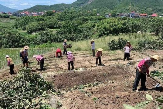 板栗施肥的最佳时间及其重要性