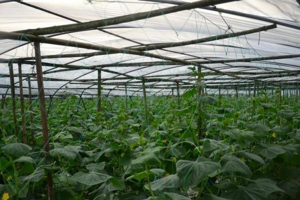 鱼虾蟹可以用农药吗 禾田壮收使用次数?