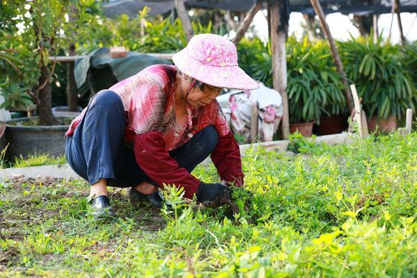 多肉喷多菌灵什么时间喷 多肉出黑斑病要换土吗?多菌灵喷多了会不会烂根?