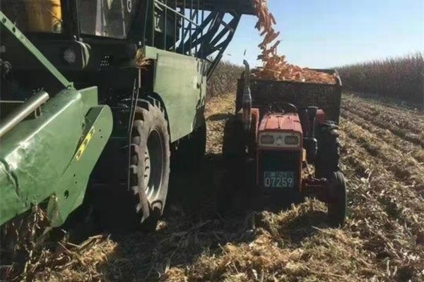 樱桃怎样预防裂果 樱桃防裂果最佳方法?