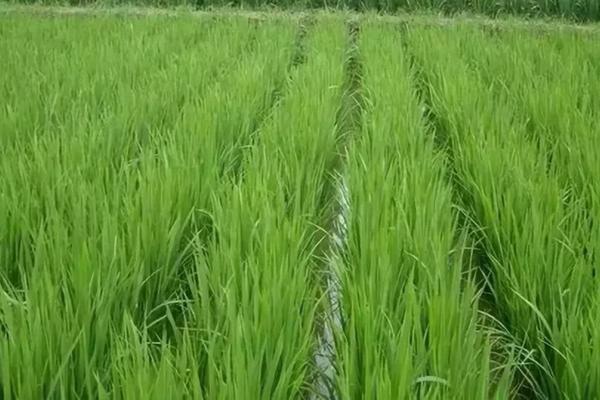 毒死蜱能否杀虫卵:深入了解与解析