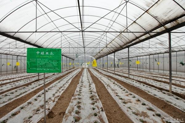 使它隆除草剂能在花生上用吗 使它隆除草剂治哪些草图片