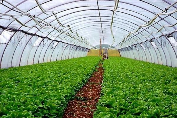 水稻直播芽前除草剂 水稻旱直播除草剂不用回水