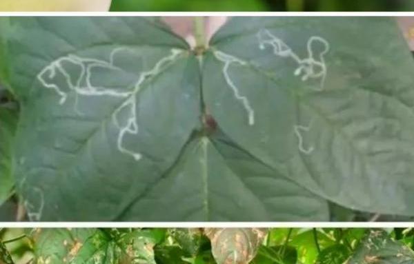 中午能否打水稻除草剂?——探究除草剂喷施的最佳时间