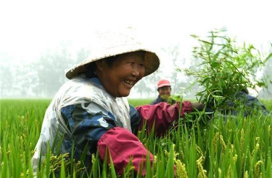 绵萆薢:中药的功效与作用解析