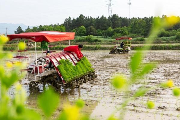 西瓜喷施磷酸二氢钾的用量 地膜种西瓜的施肥办法?