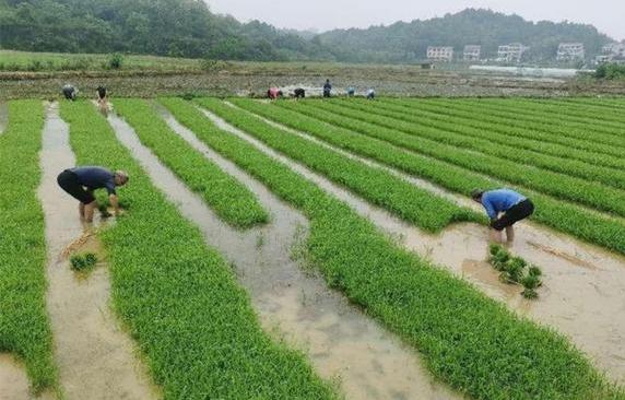 深水莲藕种植技术:种苗的培育与管理