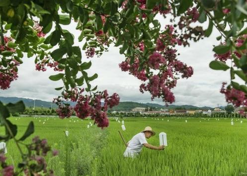 盆栽葡萄的种植方法、种植技术与管理