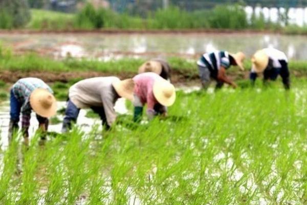 啶虫脒和吡虫啉的优缺点 为了防治桃树蚜虫，在打了敌敌畏、吡虫啉和啶虫脒后，出现落叶落果现象，这是为什么呢?怎么解救？