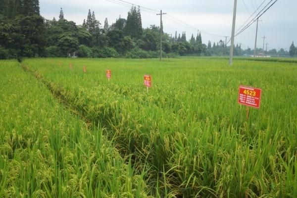 多菌灵能喷到月季嫩芽上吗 月季有花苞时可以打多菌灵吗？
