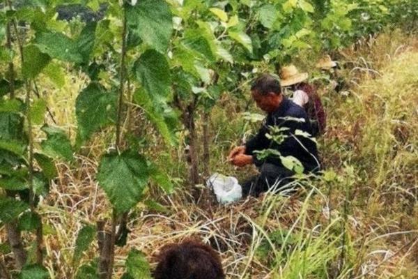 花生腻虫怎么去除 家里养的花生虫子了怎么办?
