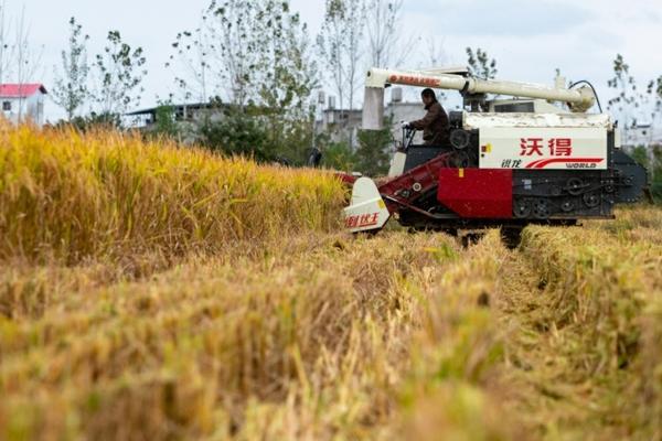 辛硫磷和多菌灵可以混合用吗 辛硫磷和复合肥可以一起施吗