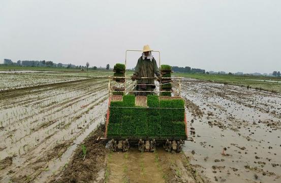 四季豆长什么样图片 豌豆长什么样图片