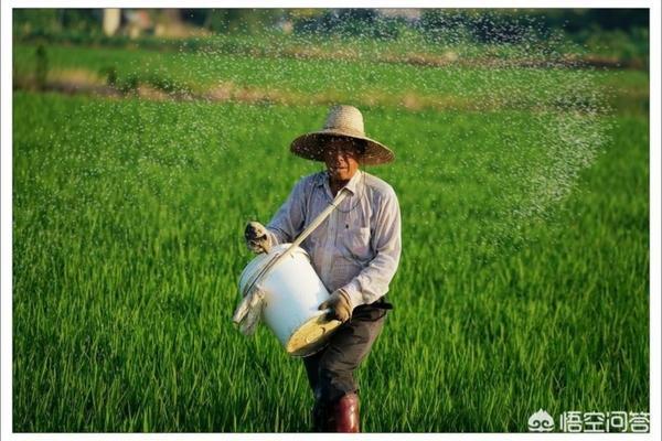 绿宝甜瓜种植全过程 八里香甜瓜的种植方法