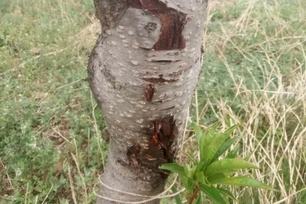 什么元素能使果实上色好 荔枝喷什么药上色鲜红?