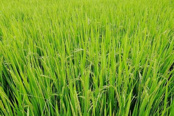 蔬菜地除草剂用什么药 玉米田荠荠菜用什么除草