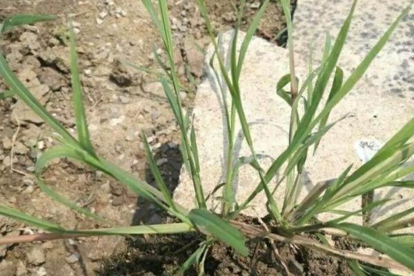 草甘膦铵盐怎么兑水 草甘膦兑水放10天还能用不