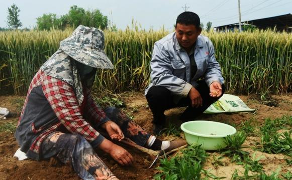 多菌灵和什么药混配效果好 多菌灵咪鲜胺复配作用