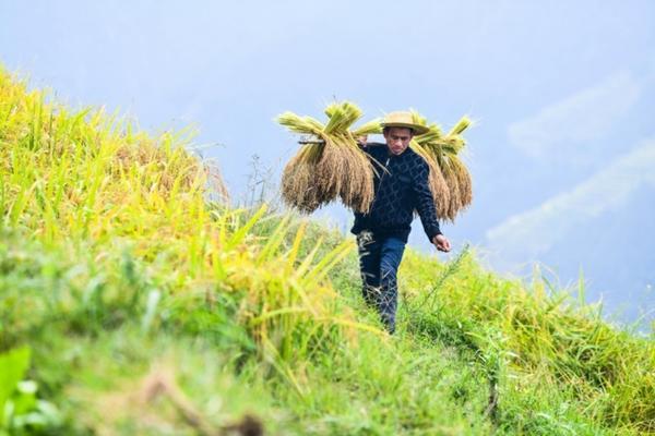 果园专用喷雾机 果园喷药用哪种高压喷枪好?