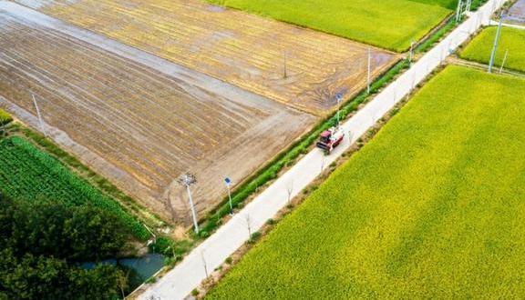 金丝楠木适合北方种植吗 金丝楠木树苗种植方法和注意事项