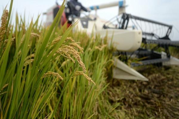 打除草剂隔多久可以栽果树 2.4滴丁酯除草剂果园使用?