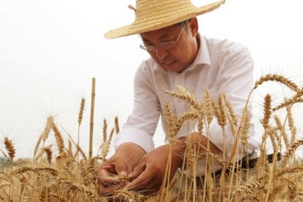 露天西瓜种植技术分享:打造丰硕甜蜜的瓜田