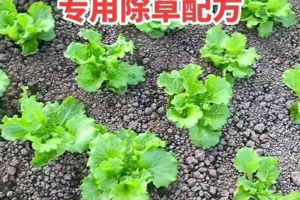 红薯的种植时间与种植方法详解