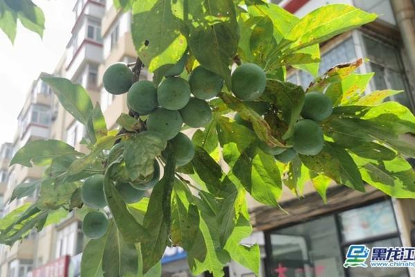 花盆里生虫怎么治 怎样治花盆里生的小飞虫?