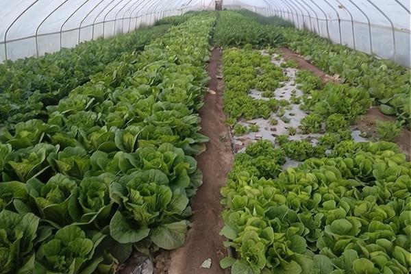 益施帮用法及用量使用说明 西州蜜甜瓜产生药害后怎么处理。可能是叶面肥过多,使瓜秧生长缓慢。可能是打益施帮这种叶面肥过多?