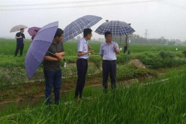 花有泥虫了怎么处理 盆栽花叶子生虫怎么办呢?