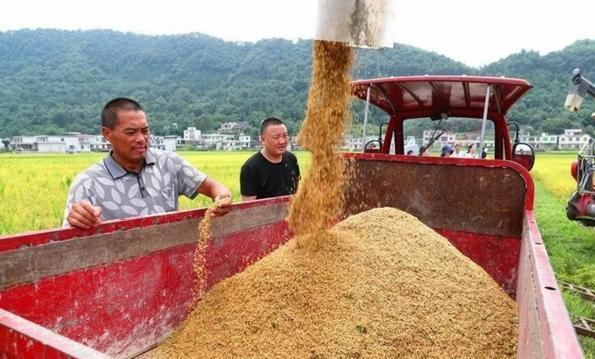 樱桃树怎么授粉 樱桃一棵能自行授粉吗?