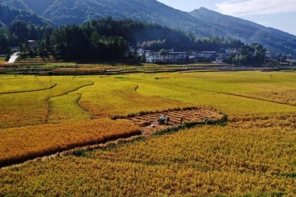 吡虫啉拌土比例——正确配置保护作物健康