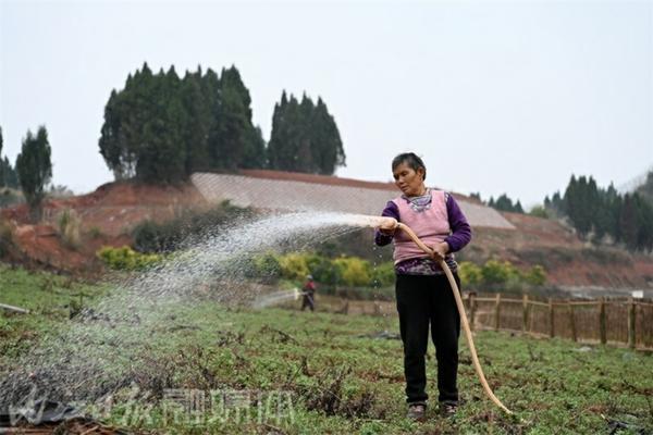 黄芪苗用什么除草剂好 常见的三棱类的杂草?