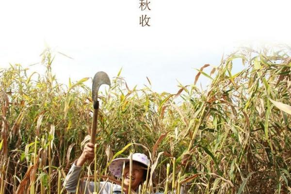 70吡虫啉怎样稀释 吡虫啉的用法