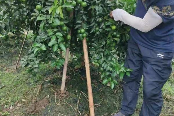 甲霜恶霉灵和多菌灵哪个好 恶霉灵可以和多菌灵混合使用吗