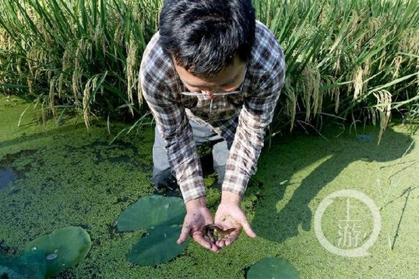 多菌灵是否有毒:深入了解与正确使用