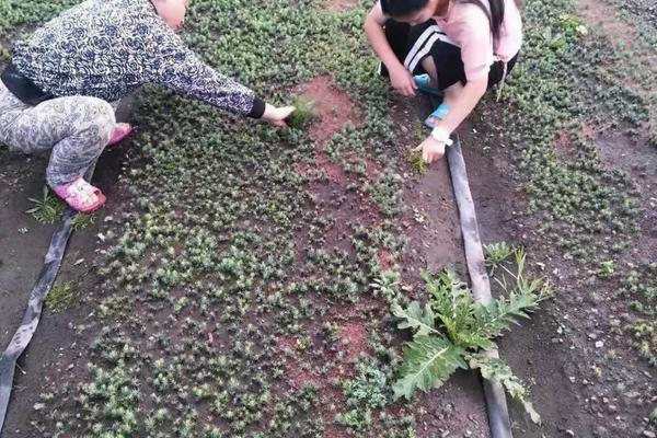 一般露天杂草打什么除草剂 北方耐寒猕猴桃品种？