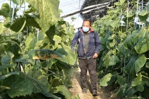 艾叶长什么样子图片 做青团的艾叶长什么样子图片