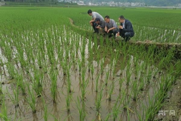 磷酸二氢钾什么植物不能用 月季上磷酸二氢钾烧叶了怎么办?