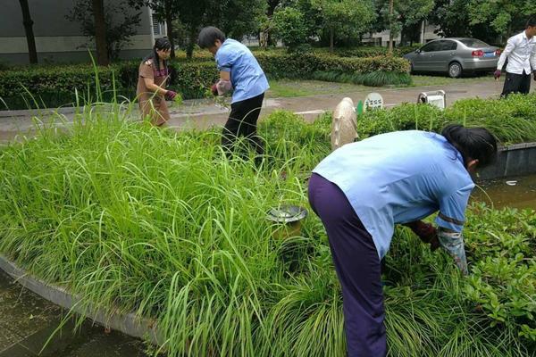圆葱种植时间几月最好 洋葱种植全过程视频