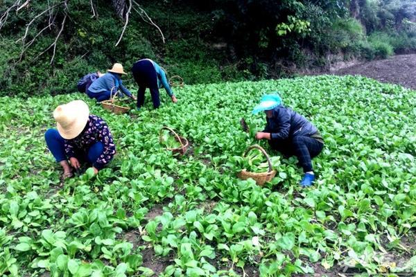 小麦田野油菜用什么除草剂 油菜田除杂草用什么药