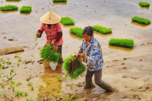 水稻纹枯病的防治策略及其实践操作