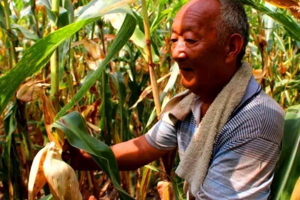 杀虫剂能否消灭虱子：深入了解与解答